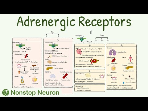 Adrenergic Receptors: Types, Distribution, Mechanism, Agonist, Antagonist