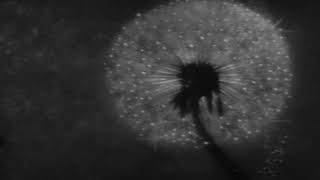 Captain Beefheart and His Magic Band - This Is The Day