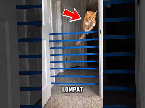 Cewek ini Gak Nyangka Lihat Aksi Kucingnya Saat Melompati Rintangan Terakhir!