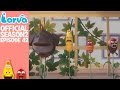 Official Beanstalks Larva Season 2 Episode 42