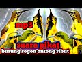 Suara Pikat Burung Sogok Ontong Ribut Dan Menjerit Pikat Sogon Paling Ampuh