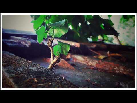 SMARTPHONE PHOTOGRAPHY || SHANTANU PHOTO POINT