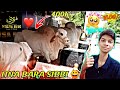 ITNA BARA SIBBI 💖😍| moosa baig cattle farm ke janwar | Mohib Vlogs #viral #vlog #cattle #cattlefarm