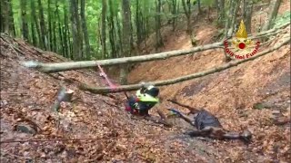 Il salvataggio del cavallo precipitato nel canalone: l’animale sospeso nel vuoto