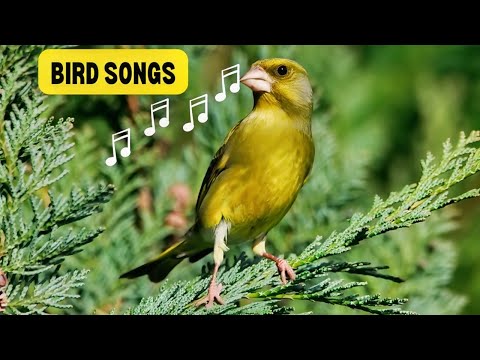 Bird Songs Of Nature The GreenFinch