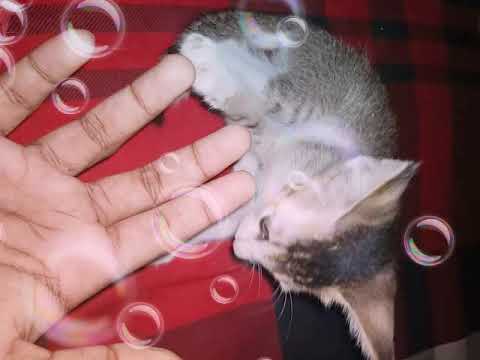 Cute cat,,,,,,,Aurra,,cutie