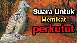Download lagu Mp3 perkutut lokal pancingan untuk pikat. mp3