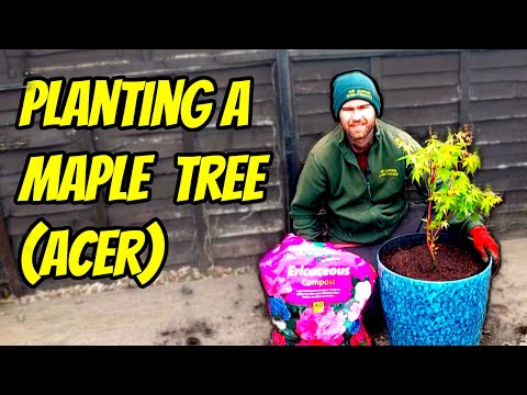 How to Plant & Care for a Japanese Maple Tree in a Pot | Container Gardening Tips"