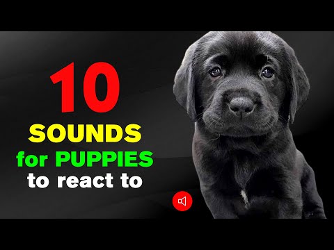 10 Sounds for PUPPIES 🐶 to REACT To