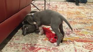 play fight - great dane puppies - 7 weeks old