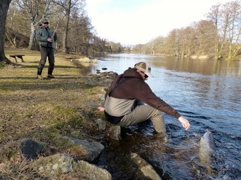 Fly fishing in river Mörrum