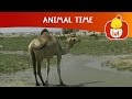 Animal Time Cartoon For Children Luli TV