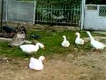GUSI GUSI GA GA GA 