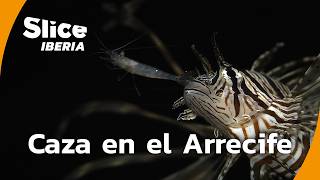 Thumbnail del capítulo
