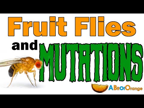 , title : 'Fruit Flies and Beneficial Mutations