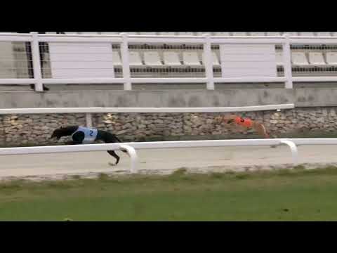 2022.11.26. 08. futam - WGO Nagydíj