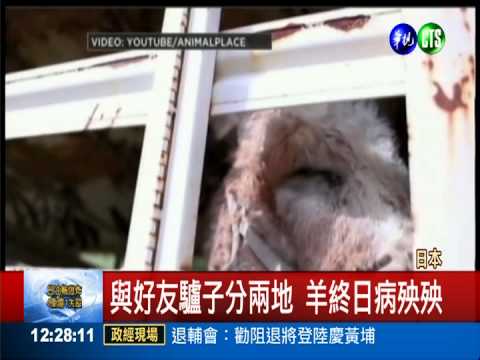 好友隔兩地犯相思 羊.驢寢食難安