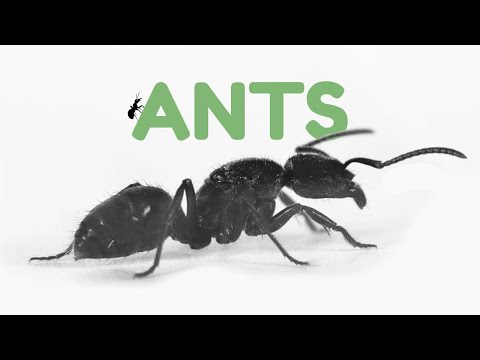 Animal Room Tour | Ants