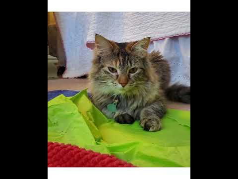 Crystal the Pet Nanny. LLC video.