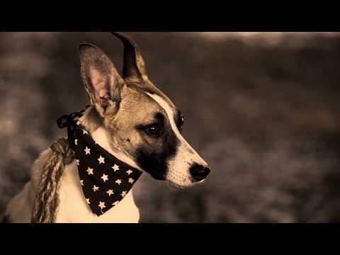 Příběh psa Gumpa ( ukázka písně Protože to nevzdám )trailer