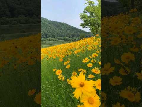 [2024금계국천지 예천삼강낭만나들이] 샛노란 색감이 물들어 조금씩~