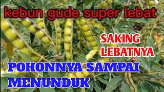 Download lagu KEBUN GUDE BERBUAH SUPER LEBAT mp3 Download lagu KEBUN GUDE BERBUAH SUPER LEBAT mp3