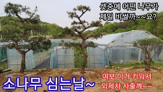 여보 이거 키워서 외제차 사줄께~어떤 소나무가 제일 좋아보여요~~?소나무 심은날 적송,반송,조경수,정원수