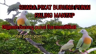Download lagu Suara pikat burung punai paling ampuh dijamin burung punai liar pasti mendekat mp3 Download lagu Suara pikat burung punai paling ampuh dijamin burung punai liar pasti mendekat mp3