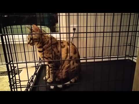 Cat training: crating your cat