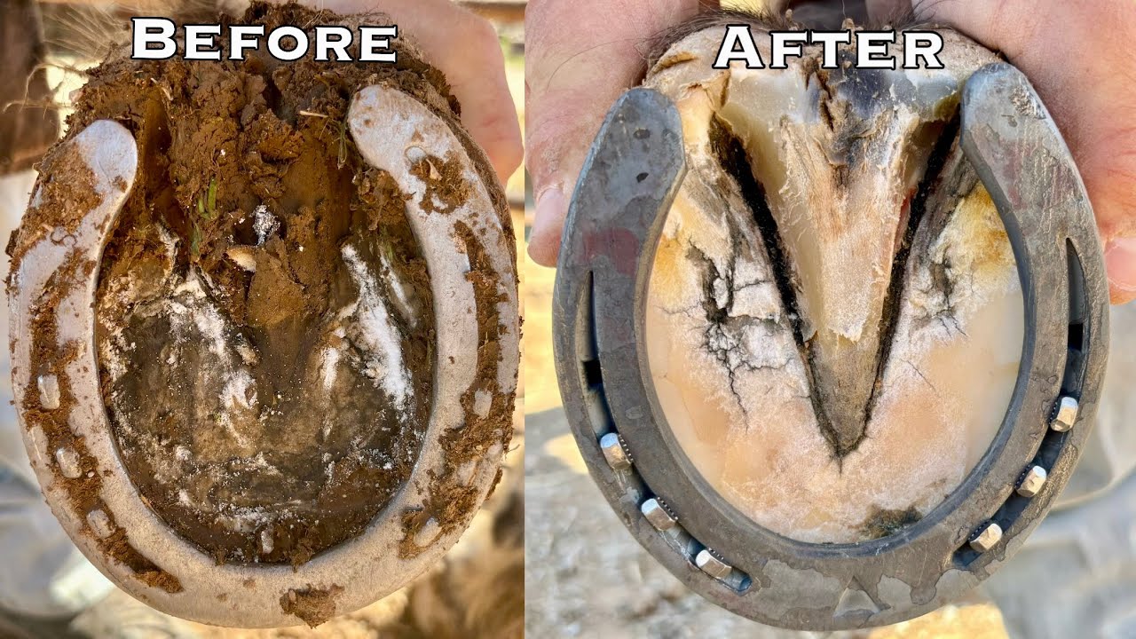 Horseshoeing ASMR