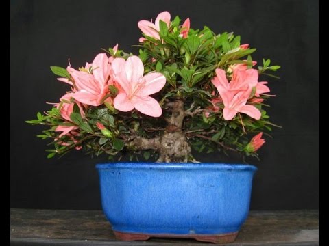 download lagu mp3 mp4 Hinodegiri, download lagu Hinodegiri gratis, unduh video klip Hinodegiri