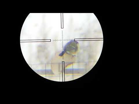 Ни одна птица не пострадала. Клуб Доберман. Not a single bird was harmed #Dobermann350