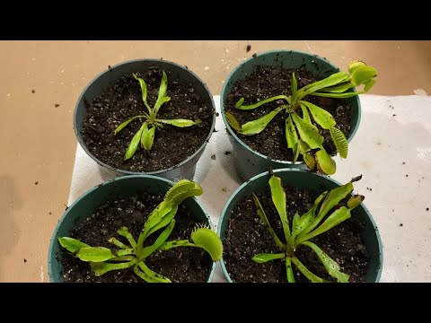 Rescuing dying Venus Fly Traps! And how to properly care of them