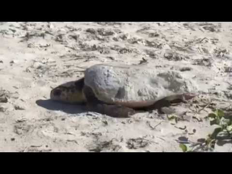 Watch a Nesting Loggerhead Sea Turtle