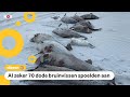 Tientallen dode bruinvissen aangespoeld op Waddeneilanden