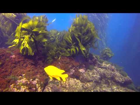 Nautilus Explorer 2013 - Kelpwald & Seelöwen vor San Benito, San Benito,Mexiko