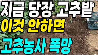고추 지금당장 이것 안하면 고추농사 폭망 수확절대 못해요! 탄저병 각종벌레 초간단 퇴치방법