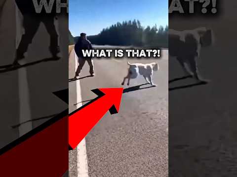 CCTV: This Pitbull Just Saved his Owner From a Lion! 🐕🔥  #HeroDog #DogSenses #CaughtOnCamera