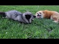 Foxes chatting