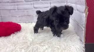 ミニチュアシュナウザーの動画01