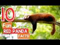 10 RED PANDA FACTS!