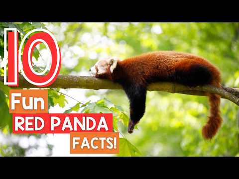 10 RED PANDA FACTS!