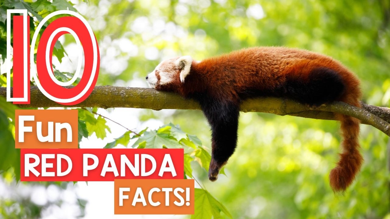 10 RED PANDA FACTS!