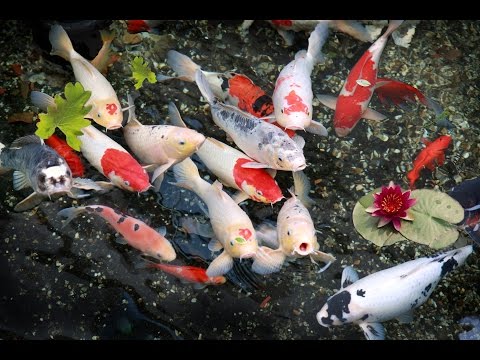 Koi fish feeding in Vietnam Pagoda Freshwater Fish * Aquarium Tropical Fish by HT BabyTV Video