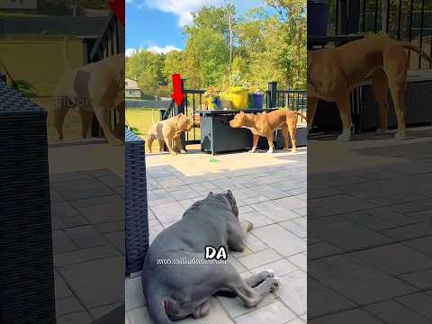 El plan secreto de este American Bully