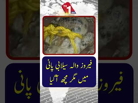 فیروز والہ سیلابی پانی میں مگرمچھ آگیا