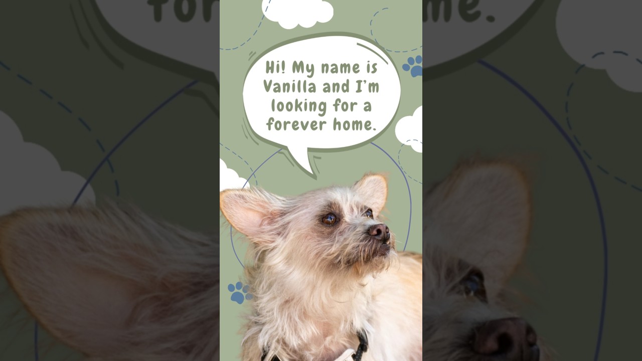 Enlarge Vanilla, a Adoptable mixed breed in Pacifica, CA video 6/6