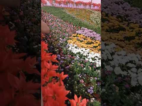 PALLOOR FLOWER SHOW || RUBEENA SULFIKAR #SHORTS part 3