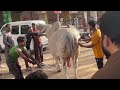 Dangerous Bull Cutting Video Eid 2025 Full Cow Cutting Video Qurbani 2025