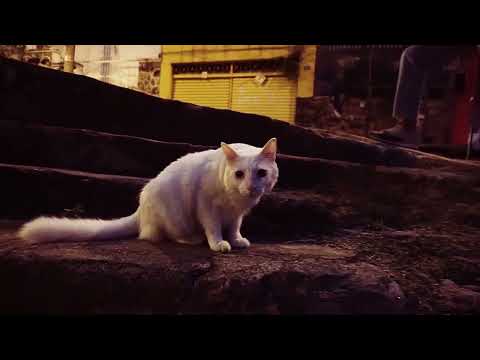 yung vegan - assata shakur (visualizer)